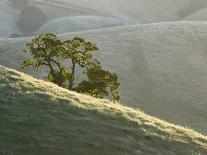 Thistles, Big Sur, California, Usa-Paul Colangelo-Photographic Print