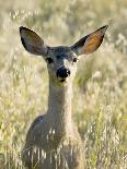 Mule Deer, Odocoileus Hemionus, Ucsc Campus Natural Reserve, Santa Cruz, California, Usa-Paul Colangelo-Photographic Print
