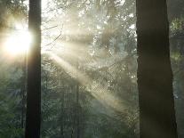 Pacific Temperate Rainforest, Stanley Park, British Columbia-Paul Colangelo-Photographic Print