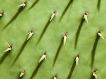 Field Mustard, Brassica Campestris, Lafayette Reservoir, Lafayette, California, Usa-Paul Colangelo-Stretched Canvas