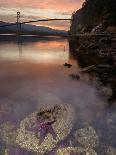 Thistles, Big Sur, California, Usa-Paul Colangelo-Photographic Print