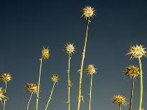 Thistles, Big Sur, California, Usa-Paul Colangelo-Photographic Print