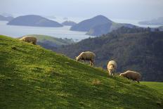 Coromandel Peninsula, North Island, New Zealand-Paul Dymond-Photographic Print