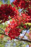 The Bright Red Flowers of the Flame Tree, Queensland, Australia-Paul Dymond-Photographic Print