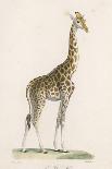 Giraffe-Paul Fournier-Laminated Photographic Print