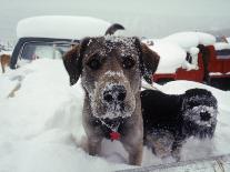 Dogs Covered in Snow, Crested Butte, CO-Paul Gallaher-Framed Stretched Canvas