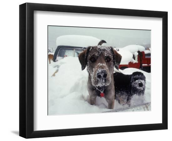 Photographic Print, , large