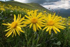 Crab Spider waiting for prey on head of Chrysanthemum, Italy-Paul Harcourt Davies-Photographic Print