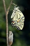 Common Swallowtail Chrysalis-Paul Harcourt Davies-Framed Photographic Print