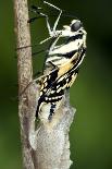 Common Swallowtail Chrysalis-Paul Harcourt Davies-Framed Photographic Print