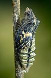 Common Swallowtail Larvae-Paul Harcourt Davies-Photographic Print