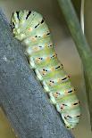 Common Swallowtail Chrysalis-Paul Harcourt Davies-Stretched Canvas