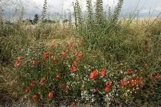 Edge of Field with Wildflowers-Paul Harcourt Davies-Framed Photographic Print