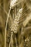 Four-rowed Barley (Hordeum Vulgare)-Paul Harcourt Davies-Photographic Print