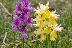 Hybrid orchis in flower, Umbria, Italy-Paul Harcourt Davies-Photographic Print