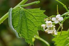 Orange tip butterfly caterpillar crawling over Garlic mustard-Paul Harcourt Davies-Photographic Print