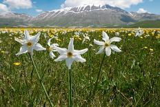 Spring Crocus in flower in snow, Campo Imperatore, Italy-Paul Harcourt Davies-Photographic Print