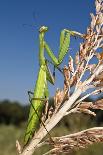 Praying Mantis-Paul Harcourt Davies-Photographic Print