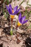Spring Crocus in flower in snow, Campo Imperatore, Italy-Paul Harcourt Davies-Photographic Print