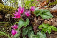 Sieber's crocus in a garden, Italy-Paul Harcourt Davies-Photographic Print