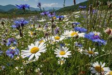 Spring Crocus in flower in snow, Campo Imperatore, Italy-Paul Harcourt Davies-Photographic Print