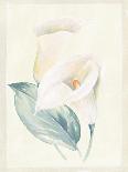 Calla Lily I-Paul Hargittai-Framed Art Print