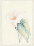 Calla Lily IV-Paul Hargittai-Art Print