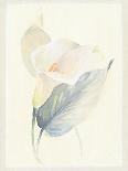 Calla Lily I-Paul Hargittai-Framed Art Print