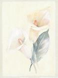 Calla Lily I-Paul Hargittai-Framed Art Print