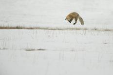 American Red Fox (Vulpes vulpes fulva) adult, hunting, jumping on prey in snow, Yellowstone-Paul Hobson-Photographic Print