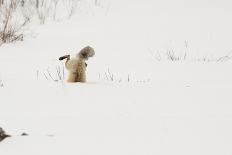 Weasel (Mustela Nivalis) Looking Out of Hole on Woodland Floor with Snowdrops-Paul Hobson-Photographic Print