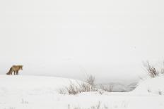 Bobcat (Lynx Rufus) Walking in Snow, Yellowstone National Park, Wyoming, USA, February-Paul Hobson-Photographic Print