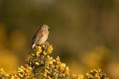 Weasel head looking out of yellow autumn acer leaves, UK-Paul Hobson-Photographic Print