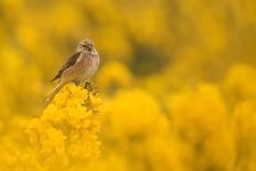 Linnet female perched on Gorse, Sheffield, England, UK-Paul Hobson-Photographic Print