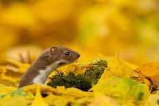 Weasel (Mustela Nivalis) Investigating Birch Stump with Bracket Fungus in Autumn Woodland-Paul Hobson-Photographic Print