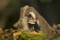 Weasel head looking out of yellow autumn acer leaves, UK-Paul Hobson-Photographic Print