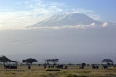 Elephants in Front of Mount Kilimanjaro, Kenya-Paul Joynson-Photographic Print