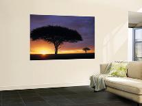 Acacia Tree at Sunrise, Serengeti National Park, Tanzania-Paul Joynson-hicks-Stretched Canvas