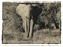 Elephant Walking Towards Camera in African Bush, Tanzania-Paul Joynson Hicks-Photographic Print