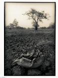 Lower Jaw of Animal Skull on Parched Mud in Selous Game Reserve, Tanzania-Paul Joynson Hicks-Photographic Print