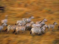 Zebras, Maasai Mara Game Reserve, Kenya-Paul Joynson-hicks-Photographic Print