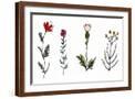 Brown Frame