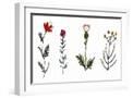 White Frame