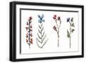 Black Frame