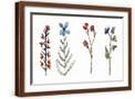 Brown Frame