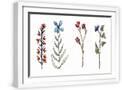 White Frame