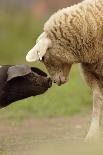 Domestic Pig, British Saddleback piglet, with lamb, sniffing each other-Paul Miguel-Laminated Photographic Print