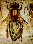 Anatomy of the Honey Bee, No.13, Pfurtscheller's Zoological Wall Chart-Paul Pfurtscheller-Framed Stretched Canvas