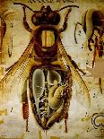 Anatomy of the Honey Bee, No.13, Pfurtscheller's Zoological Wall Chart-Paul Pfurtscheller-Stretched Canvas