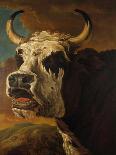 Head of Cow-Paul Potter-Framed Stretched Canvas
